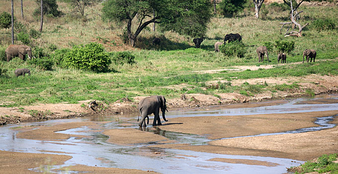 five-legged elephant