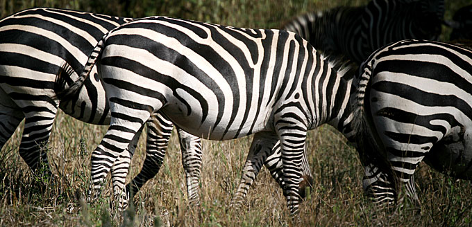 zebras