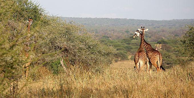 maasai giraffe