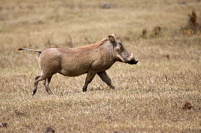 Phacochoerus africanus