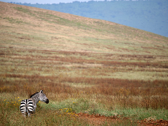 zebra ngorongoro