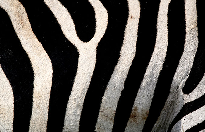 zebra stripes