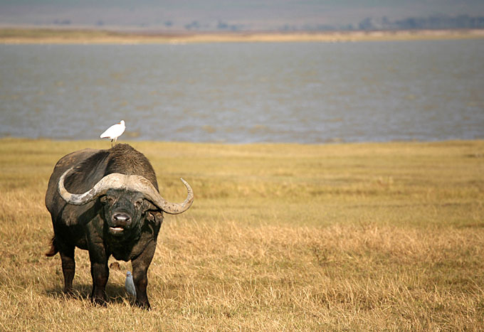 african buffalo