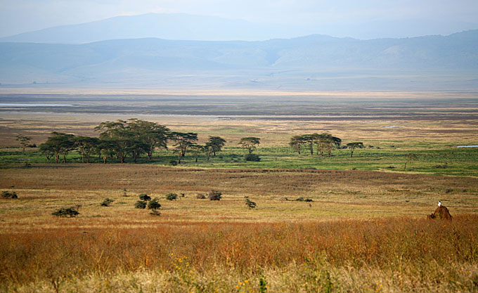 ngorongoro