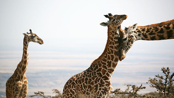 maasai giraffe