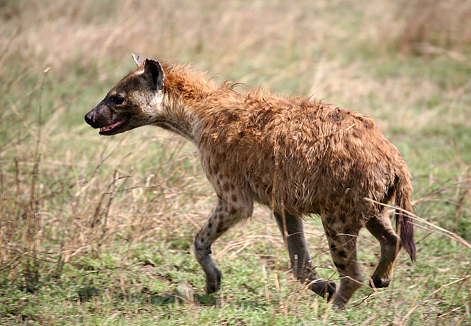 hyena