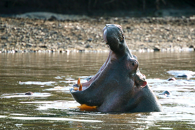 hippo yawning