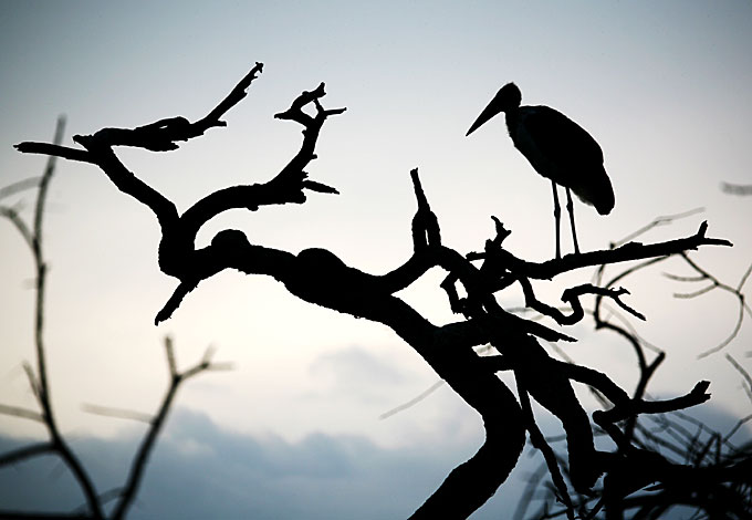 Leptoptilos crumeniferus