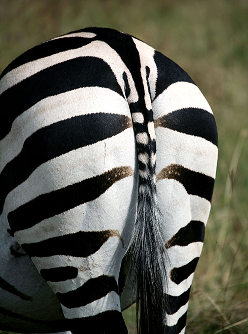 zebra tail