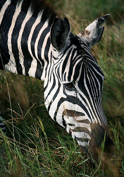 zebra