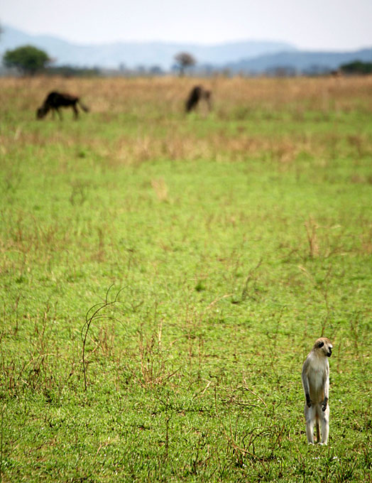 vervet monkey