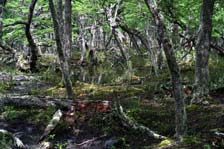 Patagonian forest