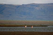 Flamingoes in Laguna Nimes