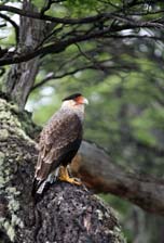 Caracara