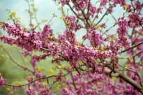 ������, �������� �������