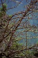 ������ �� ������ ����� ��������