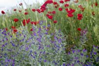 ���� � ������� ����� �����