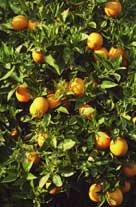 ������������ ������