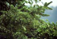 ���������� ���� ����� �����