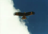 ���� ������� �� ������