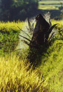 �������� � �������