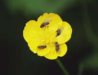 ���� �� ������