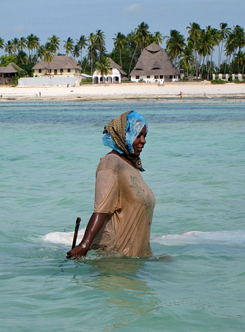 seaweed collection zanzibar