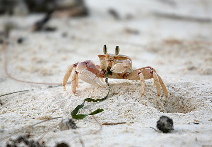 shewing crab